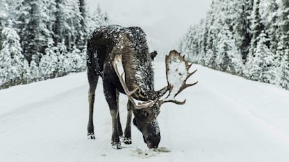 Antalet viltolyckor i Sverige ökar kraftigt